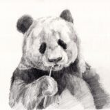 panda-drawing