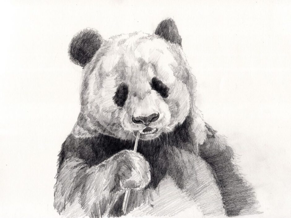 panda-drawing